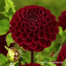 Image result for Dahlia x pinnata `Redskin`