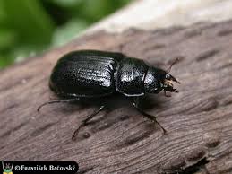 Attēlu rezultāti vaicājumam “Ceruchus chrysomelinus larva”