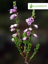 Attēlu rezultāti vaicājumam “Calluna vulgaris fruit”