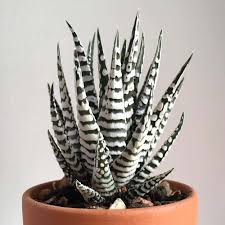 Image result for Haworthia