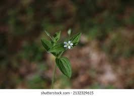 Attēlu rezultāti vaicājumam “Moehringia trinervia bud”
