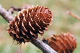 Attēlu rezultāti vaicājumam “Larix kaempferi fruit”