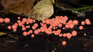 Attēlu rezultāti vaicājumam “Lycogala epidendrum aggr. macro”