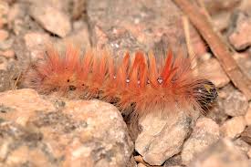 Attēlu rezultāti vaicājumam “Acronicta aceris”