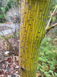 Attēlu rezultāti vaicājumam “Acer rufinerve”