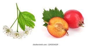 Attēlu rezultāti vaicājumam “Crataegus submollis fruit”