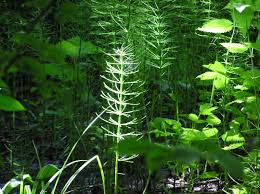 Attēlu rezultāti vaicājumam “Equisetum fluviatile”