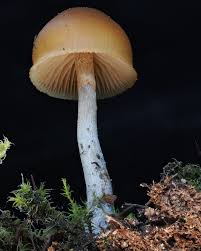 Attēlu rezultāti vaicājumam “Didymium squamulosum spores”