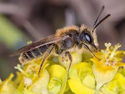 Attēlu rezultāti vaicājumam “Andrena”
