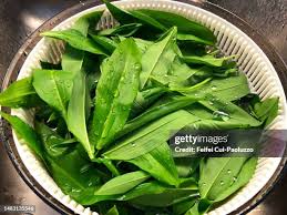 Attēlu rezultāti vaicājumam “Allium ursinum fruit”