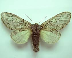 Attēlu rezultāti vaicājumam “Peridea anceps”