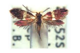 Attēlu rezultāti vaicājumam “Micropterigidae”