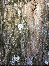 Attēlu rezultāti vaicājumam “Badhamia capsulifera var. arborea”