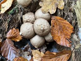 Attēlu rezultāti vaicājumam “Lycoperdon pyriforme young”