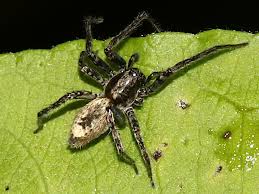 Attēlu rezultāti vaicājumam “Anyphaena accentuata”