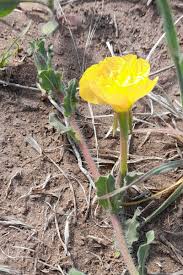 Image result for Oenothera odorata
