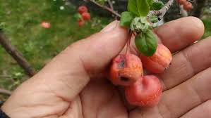 Attēlu rezultāti vaicājumam “Malus baccata fruit”