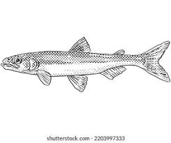 Image result for Osmerus mordax