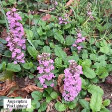 Attēlu rezultāti vaicājumam “Ajuga reptans leaf”