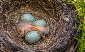 Attēlu rezultāti vaicājumam “Turdus merula nest”