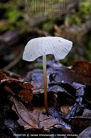 Attēlu rezultāti vaicājumam “Marasmius sp.”