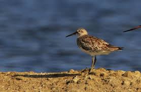 Image result for Calidris tenuirostris