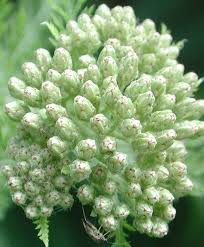 Attēlu rezultāti vaicājumam “Achillea millefolium bud”