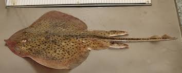 Image result for Raja brachyura