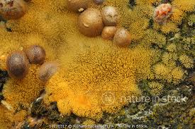 Attēlu rezultāti vaicājumam “Lycogala sp.”