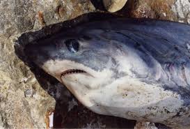 Image result for Alopias pelagicus