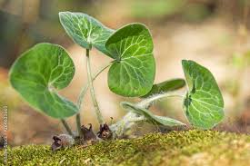 Attēlu rezultāti vaicājumam “Asarum europaeum leaf”