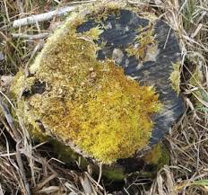 Attēlu rezultāti vaicājumam “Helodium blandowii”