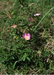 Attēlu rezultāti vaicājumam “Rosa majalis”