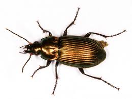 Attēlu rezultāti vaicājumam “Poecilus cupreus”