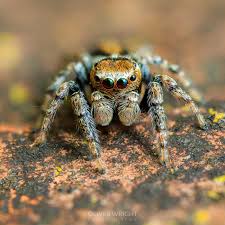 Attēlu rezultāti vaicājumam “Evarcha falcata”