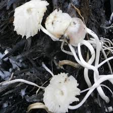 Attēlu rezultāti vaicājumam “Coprinus sp.”