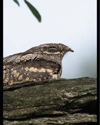 Attēlu rezultāti vaicājumam “Caprimulgus europaeus”