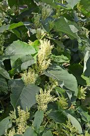 Attēlu rezultāti vaicājumam “Reynoutria sachalinensis flower”