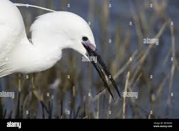 Attēlu rezultāti vaicājumam “Egretta garzetta”
