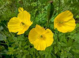 Image result for Scheinmohn