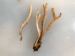 Attēlu rezultāti vaicājumam “Clavaria fumosa”