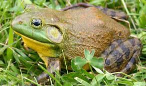 Attēlu rezultāti vaicājumam “Ranidae”