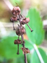 Attēlu rezultāti vaicājumam “Orthilia secunda bud”