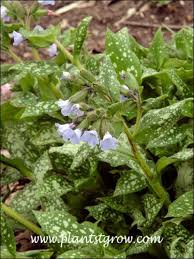 Attēlu rezultāti vaicājumam “Pulmonaria saccharata leaf”