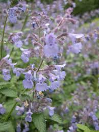 Attēlu rezultāti vaicājumam “Nepeta x faassenii”