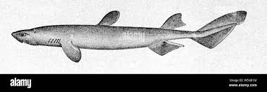 Image result for Dalatias licha