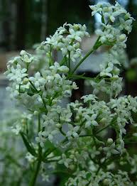 Attēlu rezultāti vaicājumam “Galium boreale flower”