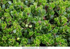 Attēlu rezultāti vaicājumam “Arctostaphylos uva-ursi fruit”