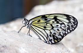 Attēlu rezultāti vaicājumam “Trioza dispar nymph”