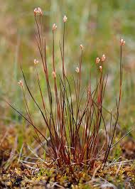 Attēlu rezultāti vaicājumam “Juncus stygius”